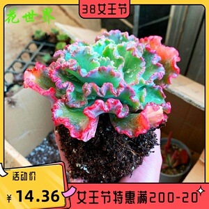 舞会红裙女王花笠高砂之翁精品多肉稀植物有品种室内绿植盆栽包菜