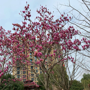 41佰花园林1淘宝白玉兰花苗 盆栽 紫玉兰树苗带花苞仿真 红黄广玉兰