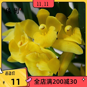 兰花【金太子】矮种建兰浓香室内盆栽四季花卉绿植客厅兰草兰花苗