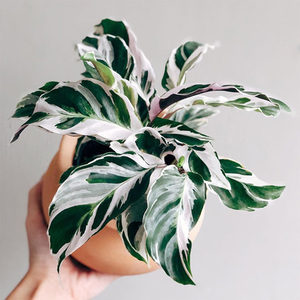 少有贵货 白黄油画竹芋大盆ins网红高端竹芋室内盆栽植物易种植