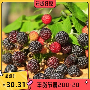 进口黑莓 树莓苗盆栽刺莓覆盆子南北方种植多年生耐寒耐热包活