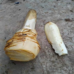 棕树心棕榈芯棕树尖棕树头棕树苗荷包棕包树野生蔬菜水果包邮