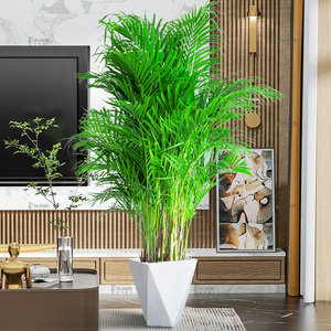 客厅绿色植物散尾葵大型绿植凤尾竹室内盆栽轻奢夏威夷竹好养花卉