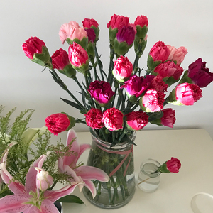 云南昆明基地直发康乃馨鲜花束20支一扎散装混搭家用插花空运包.