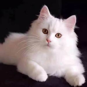 纯白山东狮子猫幼猫波斯猫异瞳狮子猫临清狮子猫双蓝眼睛狮子猫