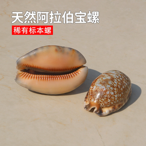 天然贝壳海螺阿拉伯宝螺鱼缸水族造景家居橱窗装饰摆件稀有标本螺