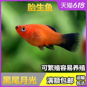 黑尾月光鱼