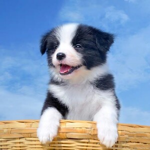 无偿免费领养边牧幼犬边境牧羊犬小狗活体高智商宠物狗中型犬幼崽