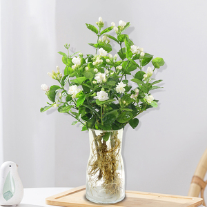 水培茉莉花盆栽带花苞四季开花室内水养植物办公室桌面好养活花卉