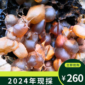 树酸蜂蜜 2024年西双版纳现採野生树酸蜂蜜无刺蜂成熟百花蜜药蜜