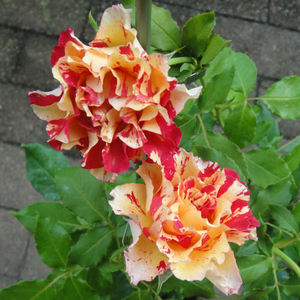 花芬坊万华镜灌木月季花精品大苗阳台四季开庭院阳台玫瑰花卉老桩