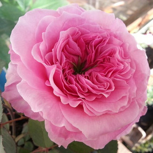 花芬坊禁忌感官灌木月季花精品大苗阳台四季开庭院阳台玫瑰花卉