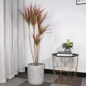 七彩铁盆栽马尾铁绿植五彩千年木盆栽三色龙血树红竹观叶植物包邮