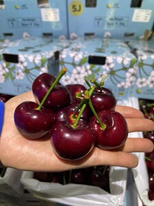 现货乐拉大连樱桃美早樱桃新鲜孕妇水果6j巨无霸车厘子发顺丰包邮