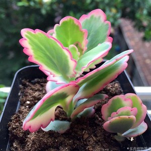 宽叶不死鸟多肉植物老桩棒叶落地生根花阔叶肉肉盆栽大叶不死鸟锦