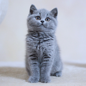 纯种英国短毛猫蓝猫幼猫蓝白英短矮脚渐层折耳幼崽宠物活物小猫咪