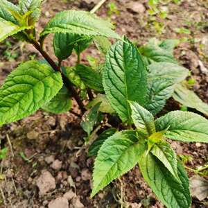 新奇红果参蜘蛛果苗四川湖南浙江广州人参果地栽盆栽当年包挂果