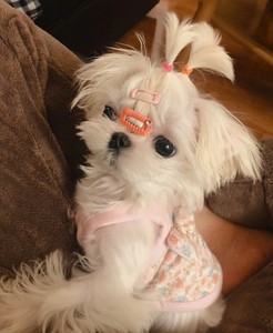 纯种韩版马尔济斯幼犬超小体长毛公主白色西施犬蝴蝶犬活体宠物狗