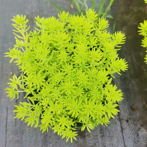 【佛甲草苗】佛甲草苗品牌,价格 - 阿里巴巴