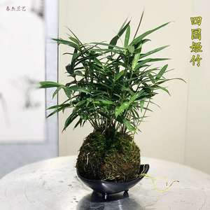 四国姬竹迷你盆景矮竹小微盆栽迷你竹子四季常青绿植物好养可水培