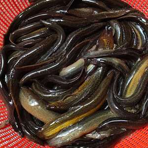 大泥鳅新鲜活食用青鳅活体放生鱼喂养钓鱼诱饵鱼饲料淡水河鲜500g