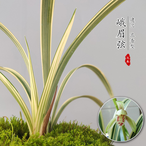 峨眉弦建兰名贵品种中透艺兰花叶艺四季兰花苗金边兰名贵极品艺草