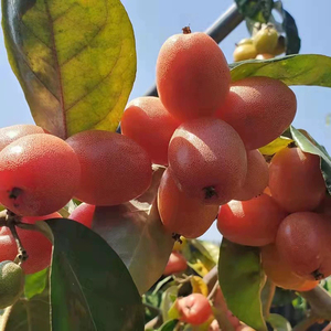 云南临沧特产牛奶果