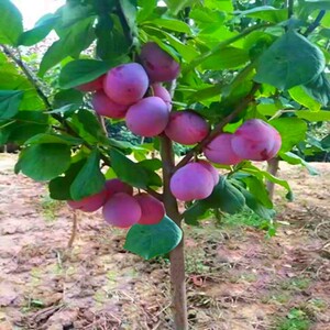 李子水果苗果树