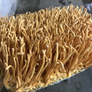 活菇林食用新鲜鲜虫草花蛹草孢子头非干货500克菌菇火锅食材供应