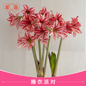 圣茵朱顶兰 进口朱顶红单瓣种球 睡衣派对 多年生球根花卉