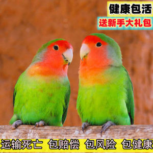 牡丹鹦鹉活体宠物鸟虎皮手养亲人爱情鸟桃面特价一对黄桃绿桃鹦鹉