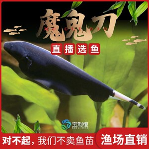 魔鬼刀鱼羽毛刀活体反天刀尼罗河电鳗鱼热带鱼观赏鱼苗淡水鱼宠物