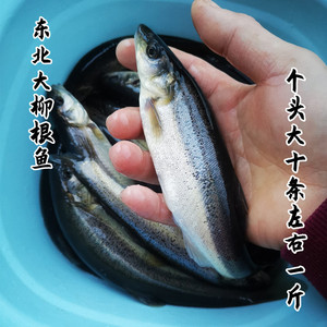 东北大柳根鱼新鲜活鱼真空速冻开河鱼江柳根鱼食用淡水鱼2斤顺丰