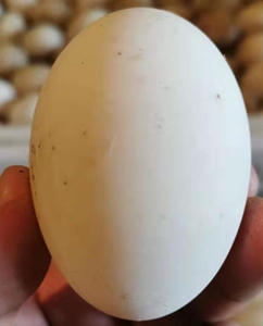 种鸭蛋 可孵化 樱桃谷鸭种蛋 新鲜种蛋鸭蛋 高孵化鸭苗 高受精率