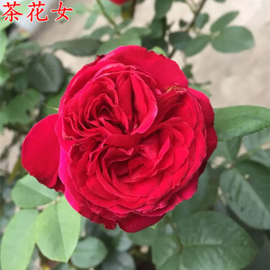 欧月茶花女月季苗 大花浓香四季开花 庭院阳台盆栽月季