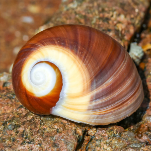 卷贝鱼寄居蟹备用替换壳专用壳圆猫眼螺天然海螺贝壳鱼缸造景摆件