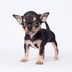 纯种铁包金吉娃娃幼犬活体黄黑色苹果头大眼睛短毛狗宠物狗狗