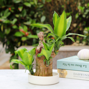 巴旦木盆栽适合办公室放的绿植盘景无土水培植物室内不需要阳光