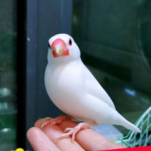 蓉上珍珠鸟活物灰白文鸟白珍珠活鸟萌宠物鸟