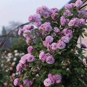 红罗莎莉月季