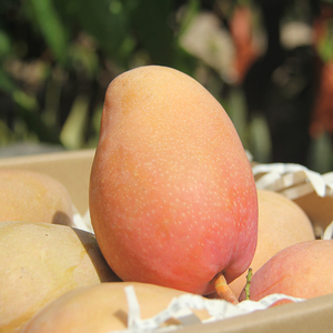 海垦果业 海南农垦三亚基地南田红玉芒果8斤精品礼盒装