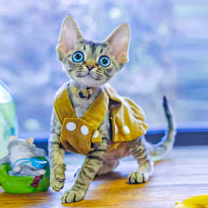 德文卷毛猫幼猫纯种赛凯短毛猫咪活物蓝眼棕虎斑猫幼崽宠物猫赛级