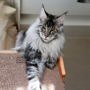 银虎斑缅因猫纯种幼猫俄罗斯巨型猫咪活物大型宠物猫活体家养巨猫