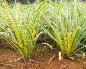 草坪地被 金边麦冬草| 花叶麦冬 |金麦冬丨金边麦冬草
