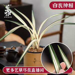 名贵兰花苗金边稀有瓷白中透艺墨兰白衣神相精品兰草送礼花卉绿植