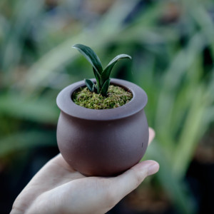 墨兰特迷你茶台兰花矮种珍珠龙蛤蟆皮艺小巧珍袖兰草精致桌面绿植