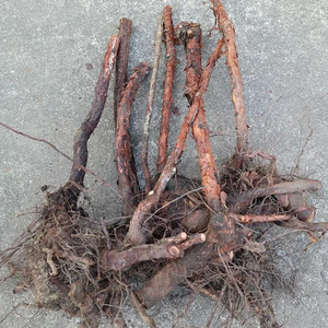 山木香 红刺根 绿植盆栽嫁接月季蔷薇花原木素材庭院盆景