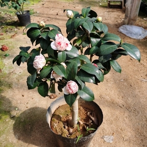 洒金宝珠茶花苗盆栽福建龙岩茶花品种茶花带花苞阳台室内庭院绿植