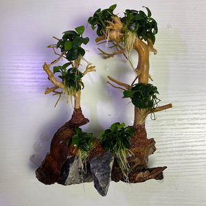 水族箱布景鱼缸沉木造景树莫斯树巴西沉木泰国枝水草造景素材小树