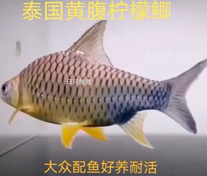 泰国黄腹柠檬鲫鱼熊猫鲫金银双线淡水低温冷水大型观赏鱼好养耐活